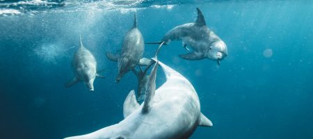 delphin tour